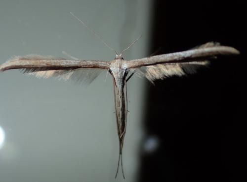 Emmelina monodactyla